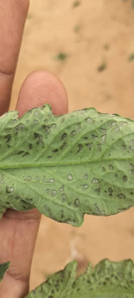 ممكن اعرف اية السبب
أخر رشة كانت احماض واللي قبلها طحالب